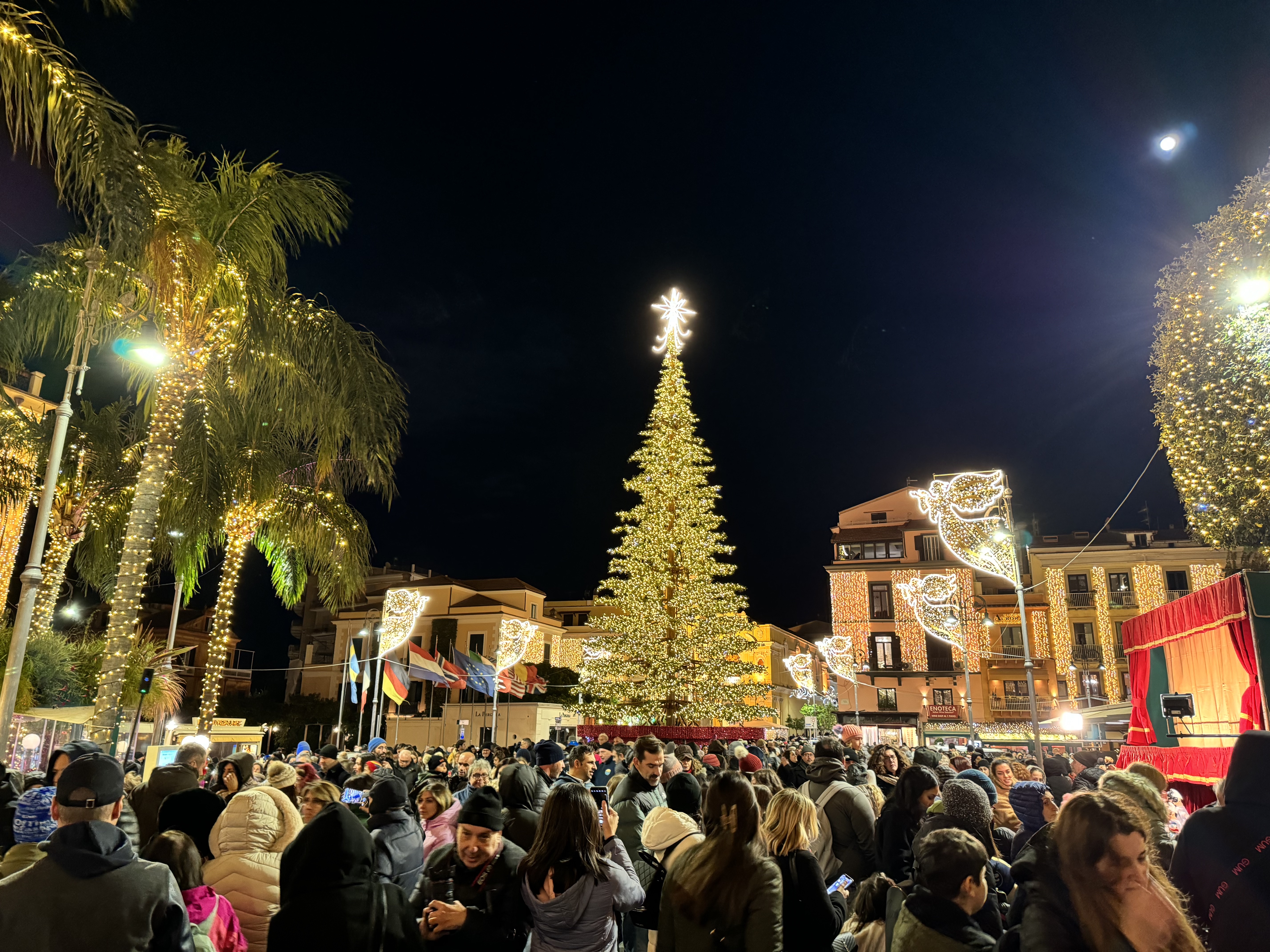 L'albero di piazza Tasso